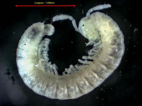 Brachychaeteuma sp.